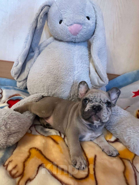 Собаки в Саратове: Мальчик мерле Мальчик, 50 000 руб. - фото 9