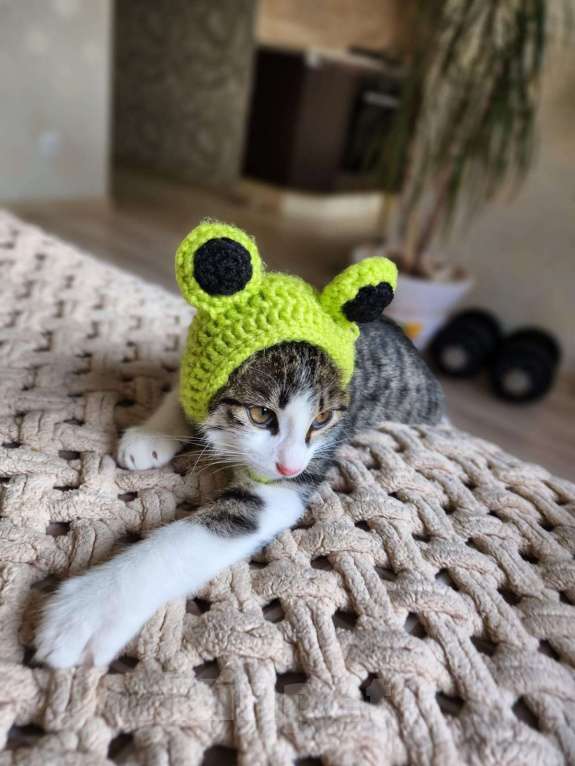 Кошки в Краснодаре: Отдаем котенка в хорошие руки!  Мальчик, Бесплатно - фото 2