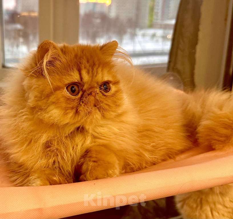 Кошки в Сургуте: Персидские котята  Мальчик, 25 000 руб. - фото 1