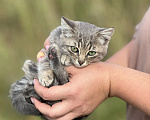Кошки в Москве: Маленького котёнка бросили умирать Девочка, Бесплатно - фото 7