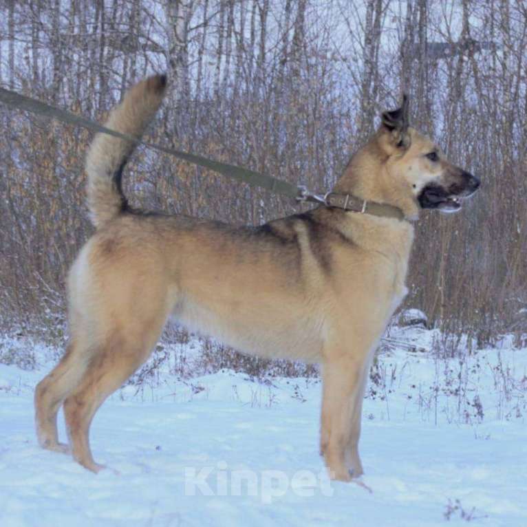 Собаки в Москве: Лиза Девочка, Бесплатно - фото 3