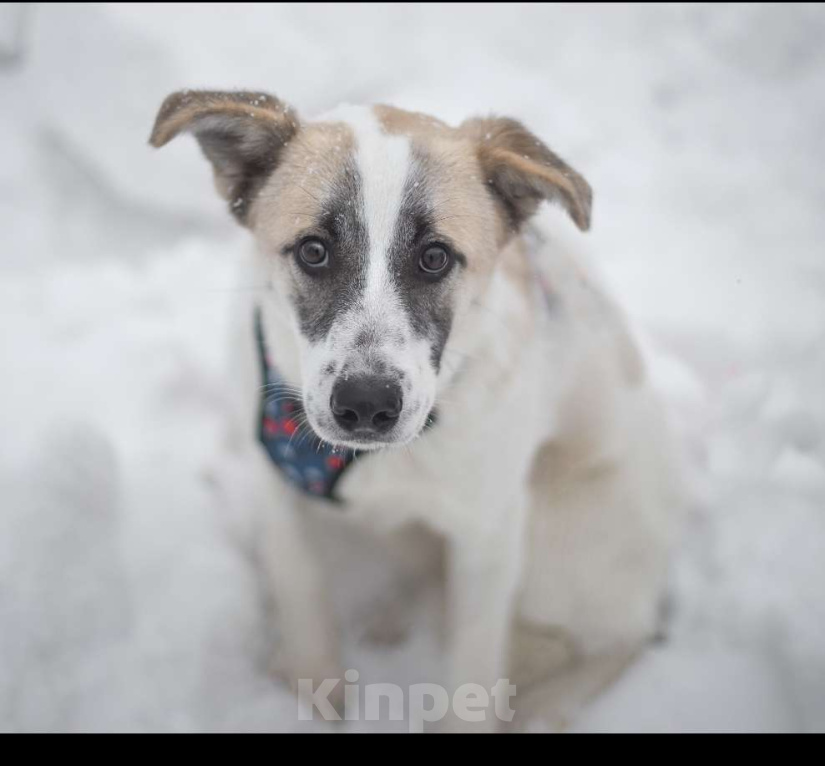 Собаки в Москве: Кокосик Мальчик, Бесплатно - фото 1