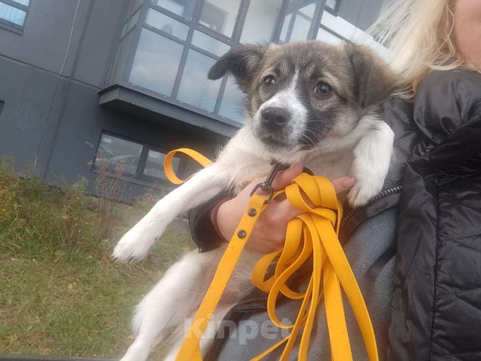 Собаки в Санкт-Петербурге: Маленькая ласковая собачка, 5 месяцев Девочка, Бесплатно - фото 7