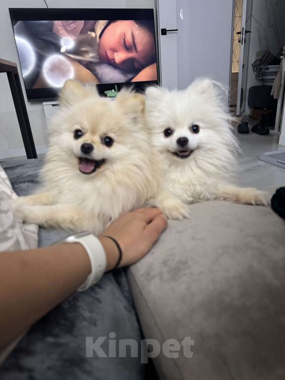 Собаки в Москве: Померанский шпиц малый Девочка, 25 000 руб. - фото 4