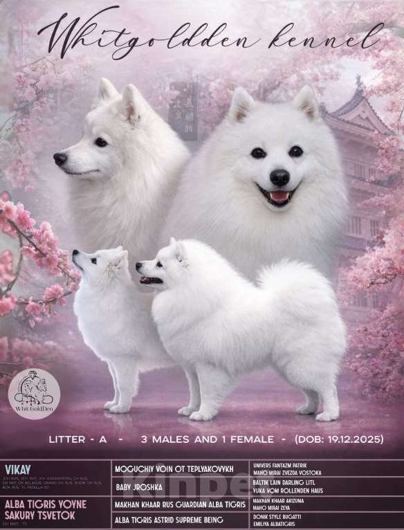 Собаки в Челябинске: Очаровательные щенки японского шпица Мальчик, 80 000 руб. - фото 1