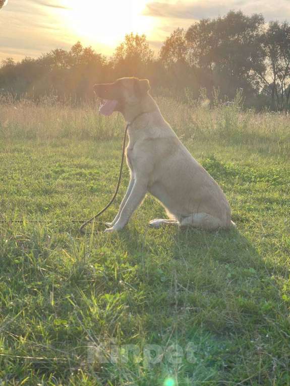 Собаки в Владимире: Девочка в добрые руки Девочка, Бесплатно - фото 2