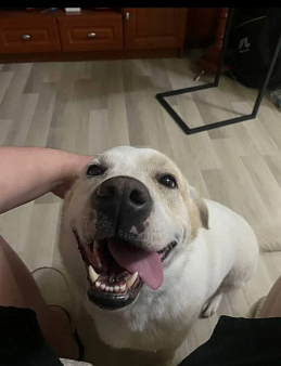 Метис Лабродора и Джек Рассела