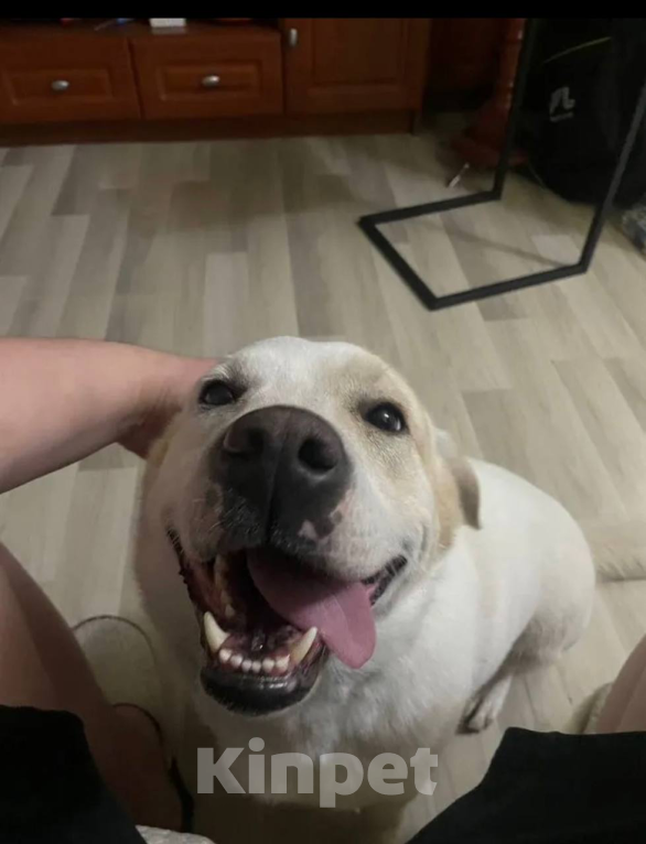 Собаки в Москве: Метис Лабродора и Джек Рассела Мальчик, Бесплатно - фото 1