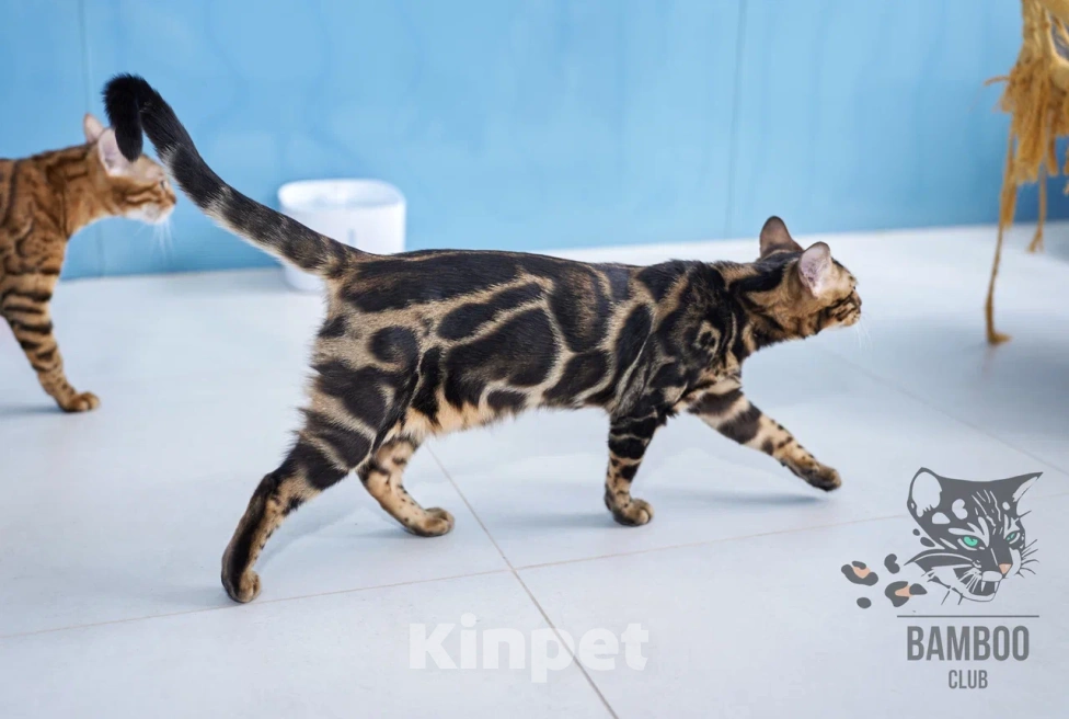 Кошки в Москве: Девочка Olivia Bamboo club Девочка, 60 000 руб. - фото 3