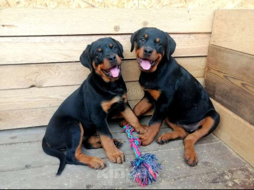 Собаки в других городах Московской области: Ротвейлер Разнополые, Бесплатно - фото 2