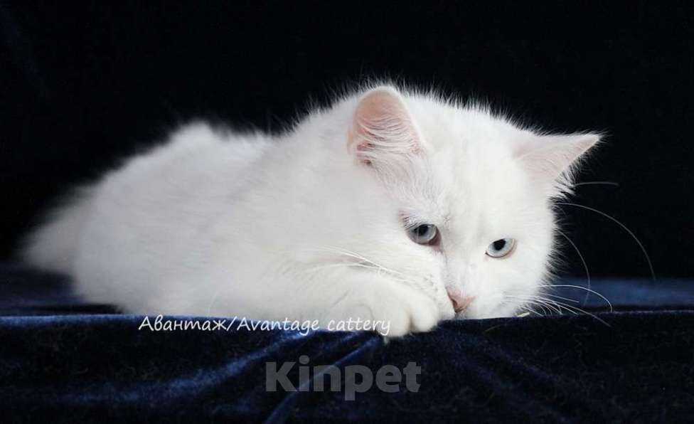 Кошки в Санкт-Петербурге: Предлагается клубный сибирский котенок - девочка Девочка, Бесплатно - фото 4