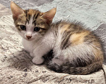 Кошки в Ижевске: котенок в добрые руки Девочка, Бесплатно - фото 2