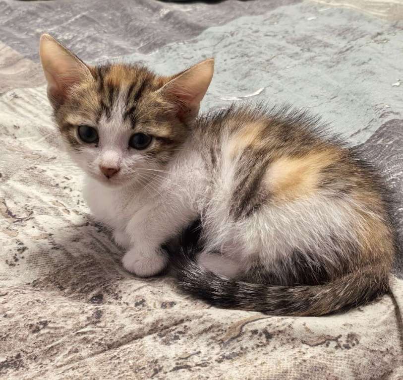 Кошки в Ижевске: котенок в добрые руки Девочка, Бесплатно - фото 2