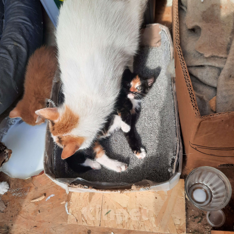 Кошки в Домодедово: Тося Девочка, Бесплатно - фото 2