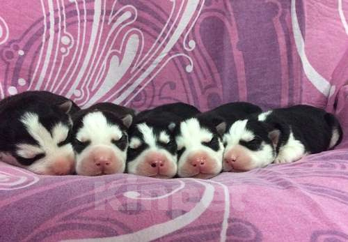 Собаки в Великом Устюге: Хаски Щенки Разных окрасов Разнополые, Бесплатно - фото 1