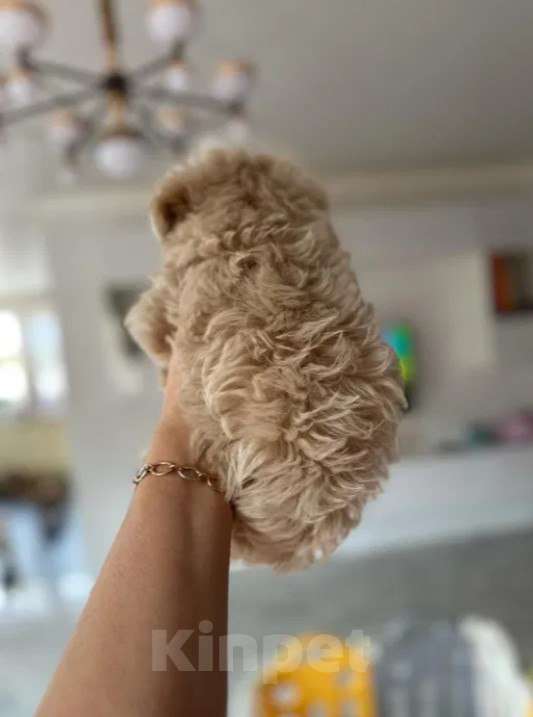 Собаки в Москве: Щеночки Мальтипу f1 девочки и мальчики Мальчик, Бесплатно - фото 2