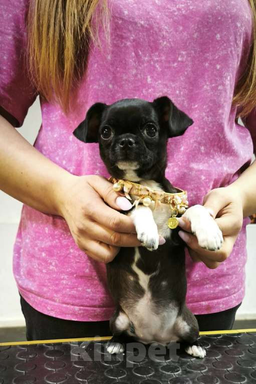 Собаки в Челябинске: ДЕВОЧКА ЧИХУАХУА К/Ш . РКФ. Девочка, 40 000 руб. - фото 1