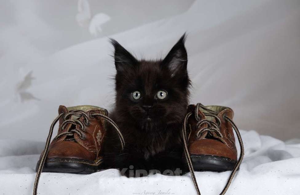 Кошки в Москве: Амиго - ваш лучший друг Мальчик, 150 000 руб. - фото 8