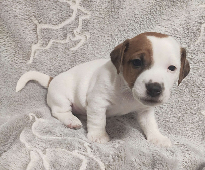 Джек Рассел терьер щенок.