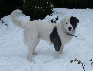 Тувинская овчарка