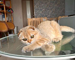 Кошки в Москве: Мальчик золотая мечта Мальчик, 45 000 руб. - фото 5