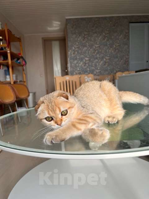 Кошки в Москве: Мальчик золотая мечта Мальчик, 45 000 руб. - фото 5