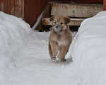 Собаки в Домодедово: Щенок ищет дом Девочка, 5 руб. - фото 3