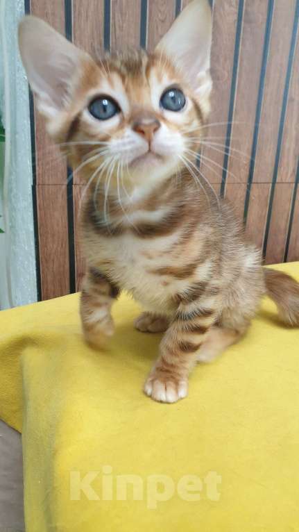 Кошки в Москве: Бенгальстке котята с документами. Мальчик, 55 000 руб. - фото 7