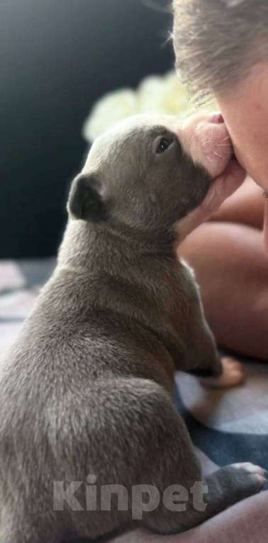 Собаки в Москве: Американские Булли Iris Девочка, 170 000 руб. - фото 3