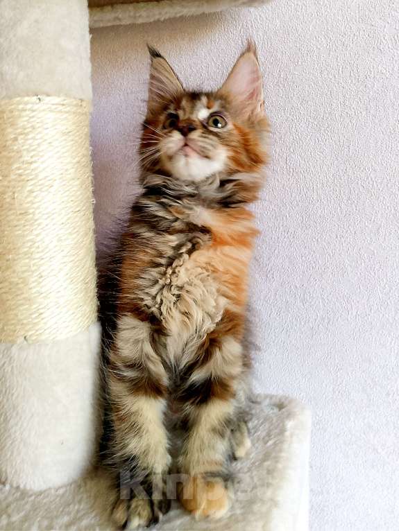 Кошки в Энгельс: Котята Мейн Кун(резерв) Мальчик, 30 000 руб. - фото 10