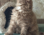 Кошки в Люберцах: Шотландские котята Девочка, Бесплатно - фото 5