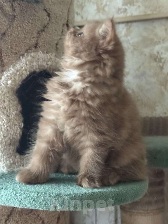 Кошки в Люберцах: Шотландские котята Девочка, Бесплатно - фото 5