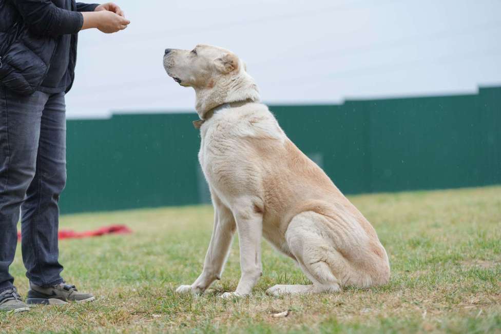 Собаки в Москве: Большой кангал снаружи. Маленький котеночек внутри. Девочка, Бесплатно - фото 4
