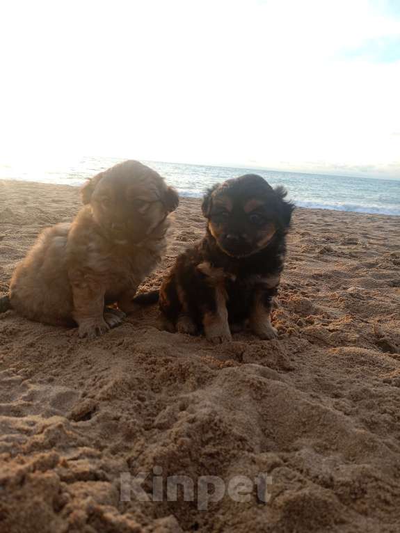 Собаки в Севастополе: В добрые ручки Девочка, Бесплатно - фото 2