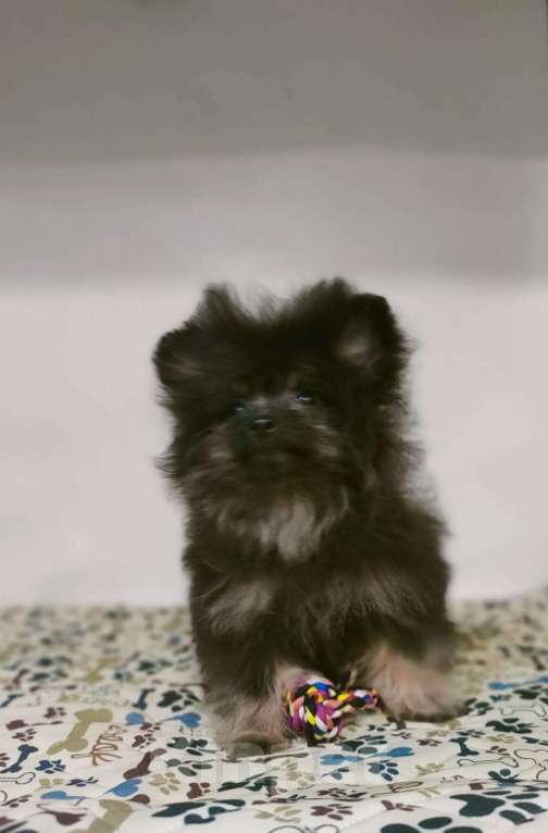 Собаки в Новокузнецке: Очаровательные девочки Йоркипу (f1) Девочка, Бесплатно - фото 5