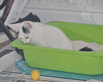 Кошки в Москве: Белый котик с двумя пятнами на головке Мальчик, Бесплатно - фото 7