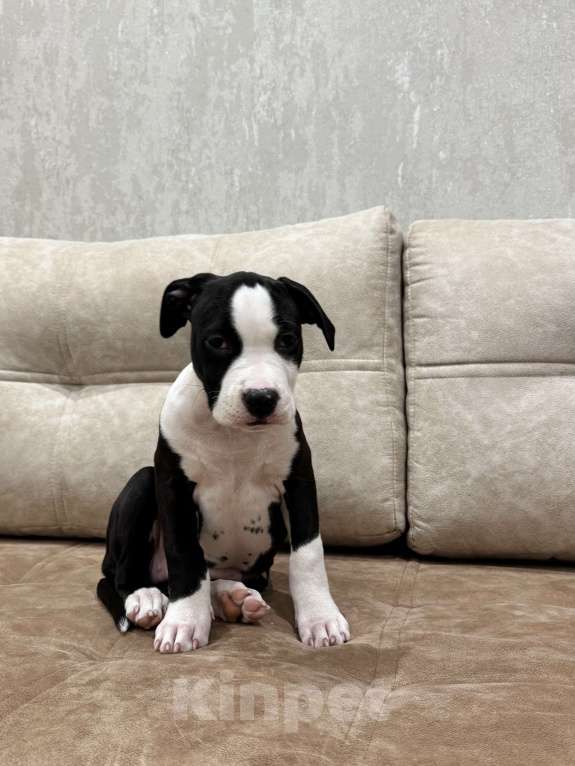 Собаки в Москве: ЩЕНКИ АМЕРИКАНСКОГО СТАФФОРДШИРСКОГО ТЕРЬЕРА ОТ ТИТУЛОВАННЫХ РОДИТЕЛЕЙ Девочка, 50 000 руб. - фото 2
