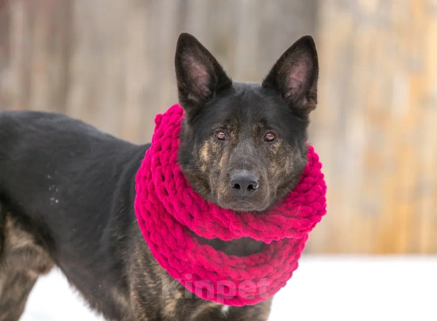 Собаки в Москве: Собака нянька  АДАМ .  Мальчик, 10 руб. - фото 2