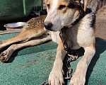 Собаки в Новосибирске: Барон ищет дом Мальчик, Бесплатно - фото 2