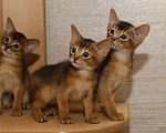 Кошки в Калаче-На-Доне: Абиссинские котята, 25 000 руб. - фото 3