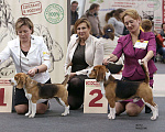 Собаки в Москве: Бигль вязка, Бесплатно - фото 4