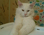 Кошки в Сызрани: Благородный Мейн Кун, 4 руб. - фото 3