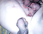 Кошки в Славгороде: Кошечка Сфинкс беременная, 5 000 руб. - фото 5