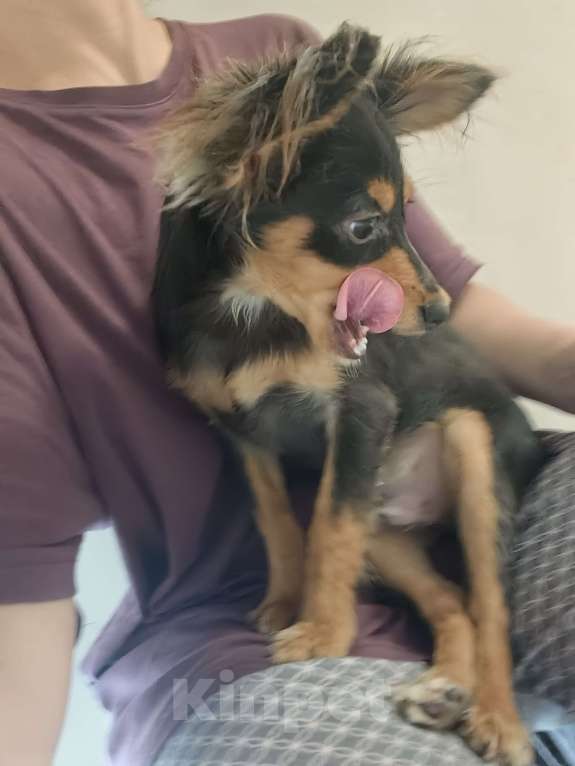 Собаки в Москве: Щенок русский той  Мальчик, 10 000 руб. - фото 2