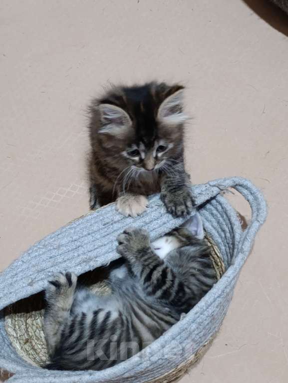 Кошки в Красногорске: Предлагаются к брони шикарные котята курильского бобтейла Мальчик, 60 000 руб. - фото 2