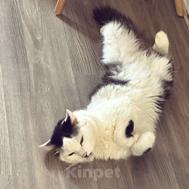 Кошки в Санкт-Петербурге: Кот Сушняк ищет новый дом  Мальчик, Бесплатно - фото 4