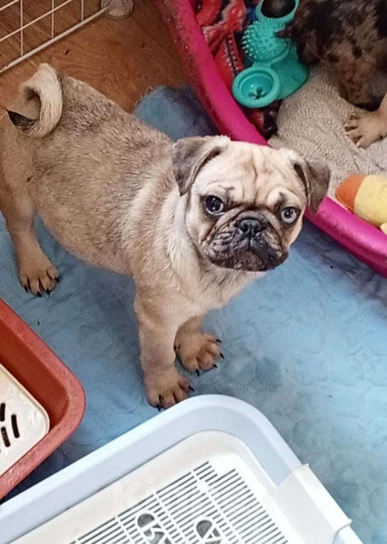 Собаки в Красногорске: Мальчики fawn merle Мальчик, 45 000 руб. - фото 4