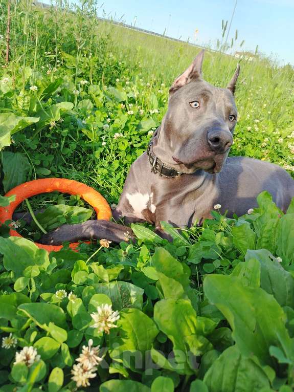 Собаки в Санкт-Петербурге: В добрые руки чудесного мальчика Мальчик, Бесплатно - фото 7