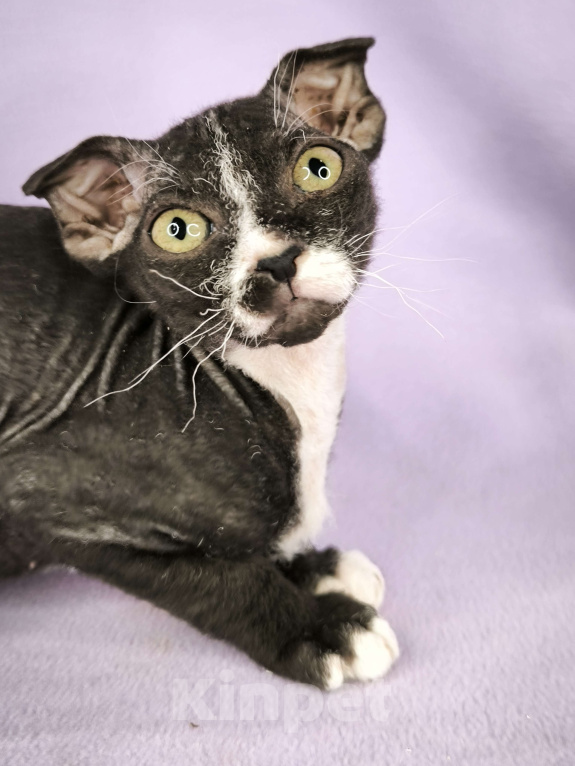 Кошки в Москве: Украинский левкой чистопродный.  Мальчик, Бесплатно - фото 4