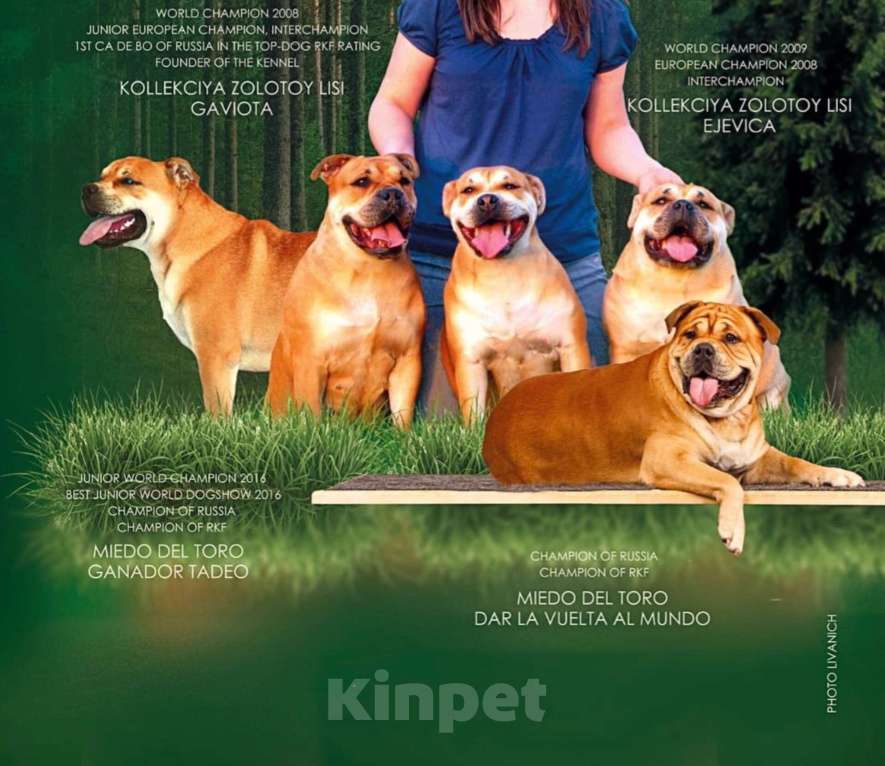 Собаки в Москве: Кадебо Девочка, Бесплатно - фото 4